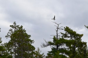Bald Eagles taking flight from a dead tree top