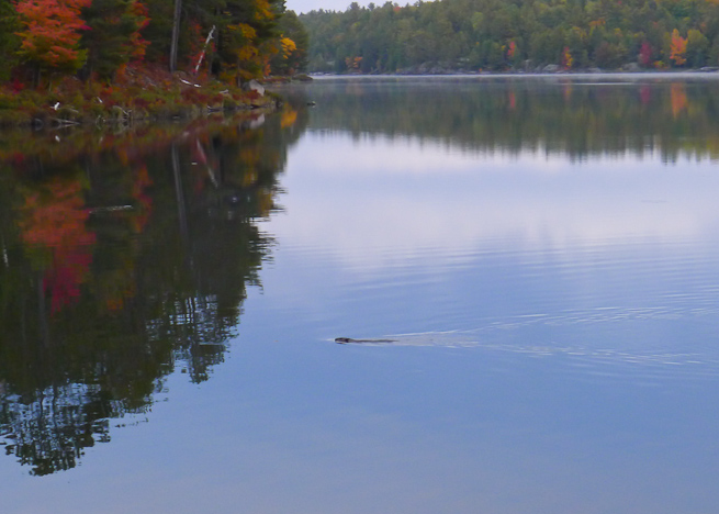 A beaver swimming in mirror-calm water