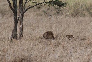 Male and female lions, Serengeti National Park
