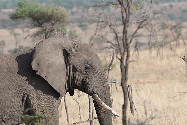 Elephant, Serengeti Wilderness Area
