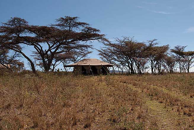 Tent amongst the acacias. Mysigio Camp, Ngorongoro Conservation Area