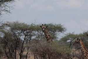 Giraffe, Serengeti National Park