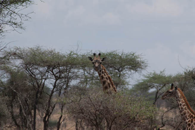 Giraffe, Serengeti National Park