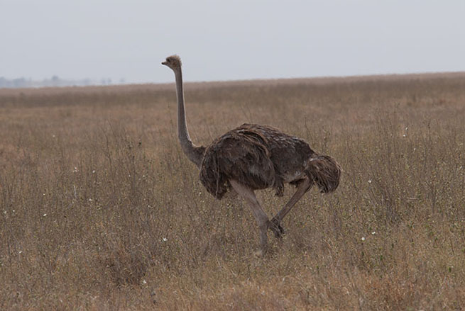 Ostrich, Serengeti National Park