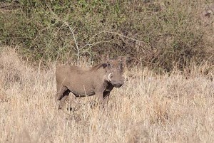 Warthog, Serengeti National Park