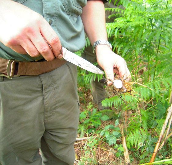 Finding useful bushcraft resources on A Bushcraft Walk in the Woods