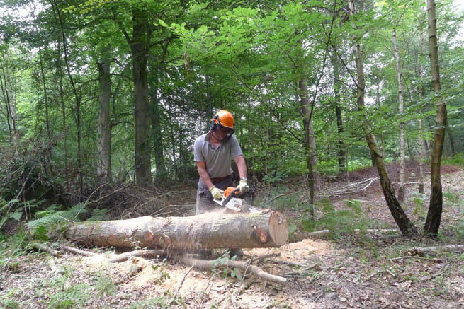Ian using chainsaw to make planks from wind-blown tree trunk