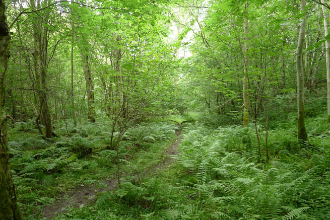 A trail through verdant woods.