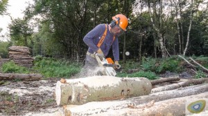 Ian Lawson with Stihl chainsaw deep in a log