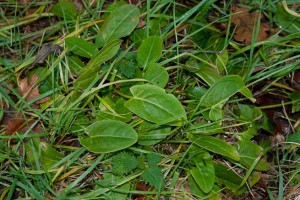 Leaves of Common Sorrel, Rumex acetosa