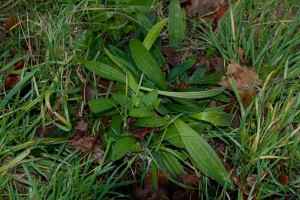 Leaves of Ribwort Plantain, Plantago lanceolata, amongst grass.
