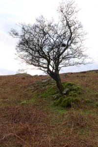 Lone Hawthorn, Crataegus monogyna, in Cumbria