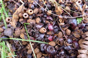 A pile of nibbled Hawthorn haws and pips. Mouse or Vole feeding sign?