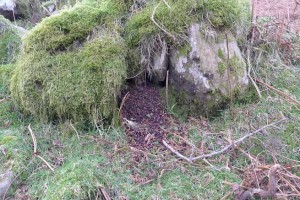 Sheltered spot with a concentration of hawhthorn fruit or haws and pips with a tunnel behind