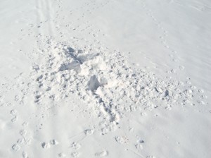 Evidence of an arctic fox killing a lemming