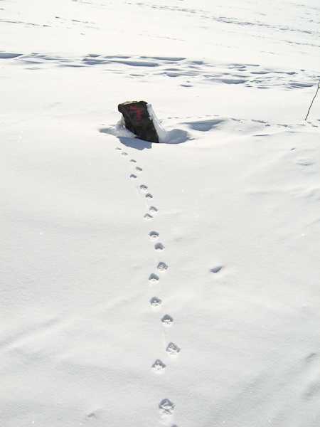 Arctic fox tracks and DNT summer trail marker