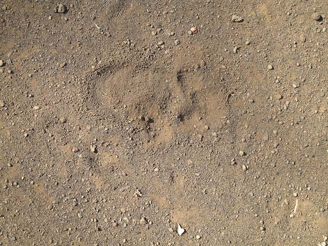 Baboon track in sandy soil