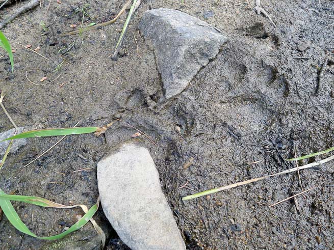 Bear tracks, weathered