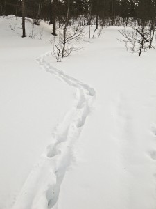 Elk tracks through snow