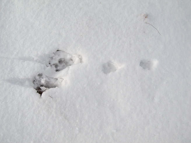 Hare tracks in snow