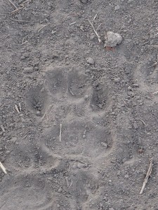 Hyena track.