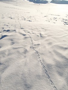 Lemming tracks in snow