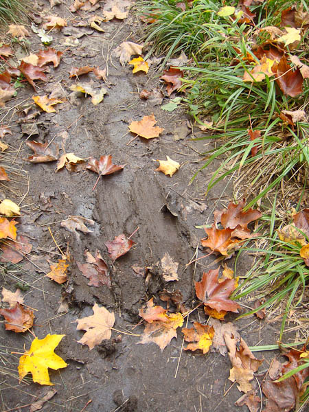 Moose track showing it slipped on the trail