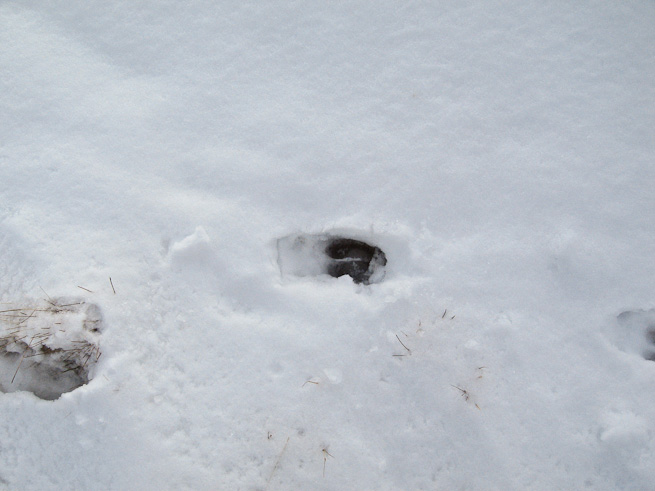 Red deer tracks in snow