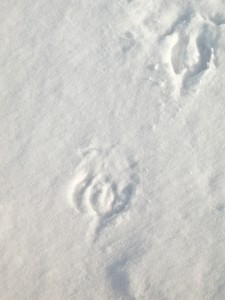 Reindeer tracks in snow