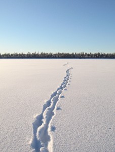 Reindeer tracks across a frozen river in Northern Sweden
