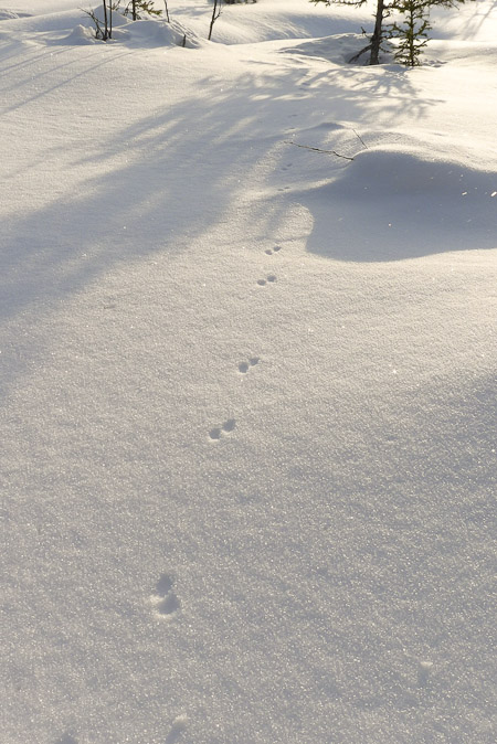 Stoat tracks on snow in Arctic Sweden
