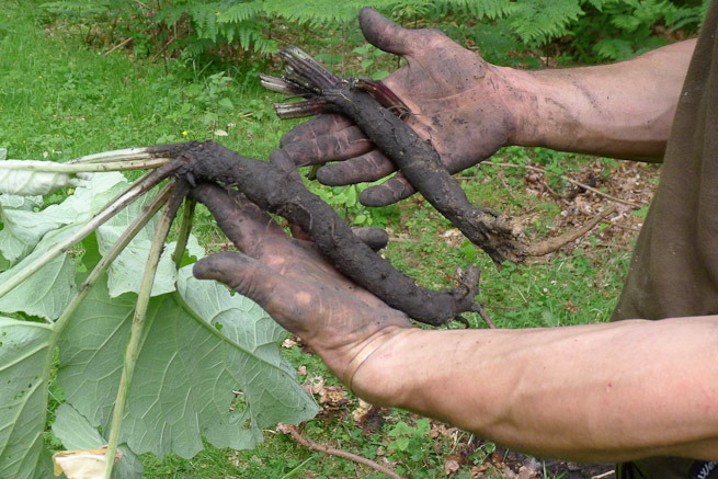 Burdock roots being held by intermediate bushcraft student