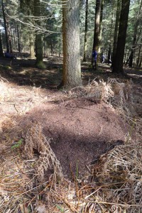 Wood ants nest disturbed by Badger