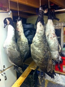 Canada geese hanging in a shed