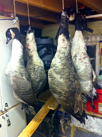 Canada geese hanging in a shed
