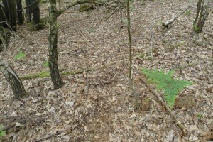 Deer trail in leaf little
