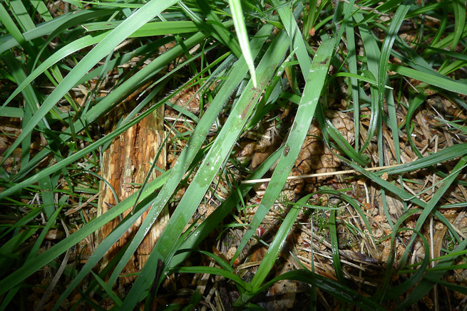 Grass displaying general disturbance, mud and water transferred onto leaves, creases in several blades of grass, colour change and flattening.
