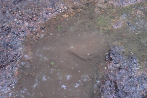 Disturbed puddle