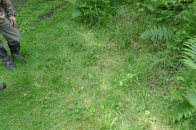 An area of grass flatttened by deer sitting