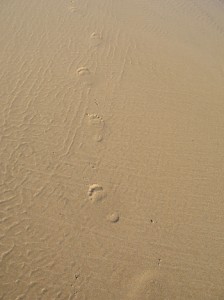 Human Footprints in Wet Sand