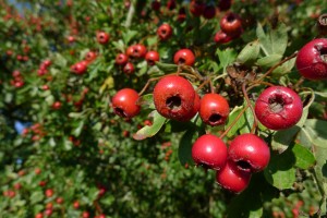 Hawthorn berries - haws
