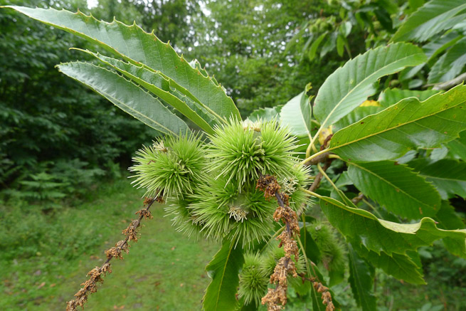 Sweet chestnuts on the tree