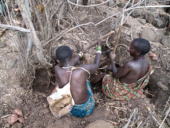 Hadza women digging for tubers
