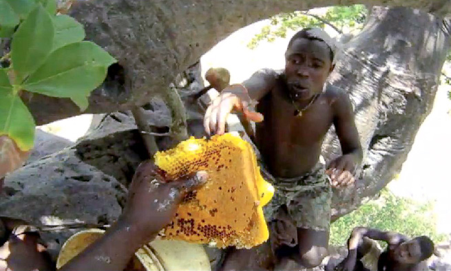 Hadza up a baobab tree, collecting honey and honeycomb