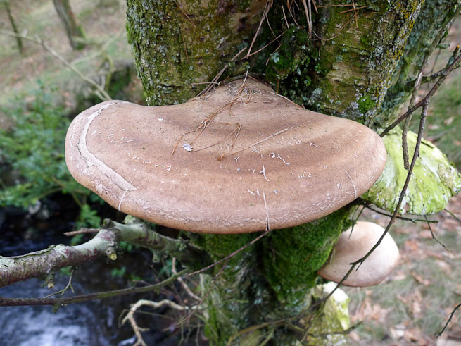 Razorstrop fungus Birch Polypore