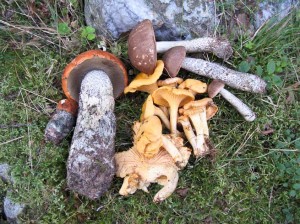 A selection of edible fungi
