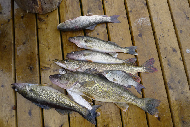 Fish - walleye, cisco, striped bass, pike, sucker fish