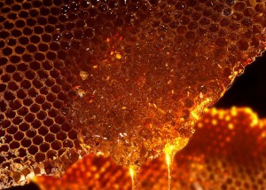 honeycomb with honey dripping