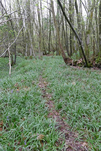 A well-defined deer trail through the woods.