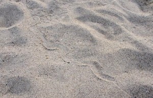 Snake trail in the sand